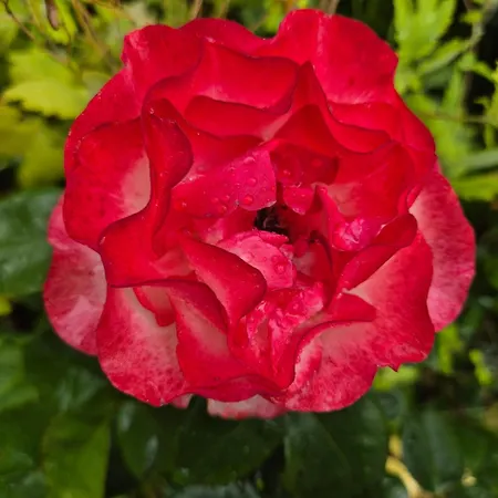 Fuer Naturfreunde * Rathmannsdorf