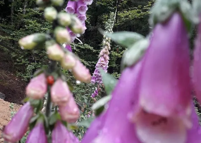 شقة Fuer Naturfreunde